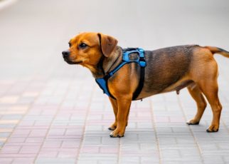 Apprendre à votre chien les ordres de base : une étape cruciale pour une relation harmonieuse