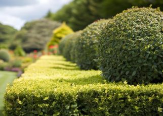 haie jardin