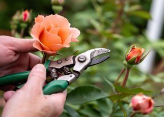 Devenez le maître de la taille des rosiers : astuces et conseils pour des roses épanouies