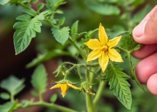 La bataille contre le cul noir de la tomate : astuces et conseils pour un jardin en bonne santé