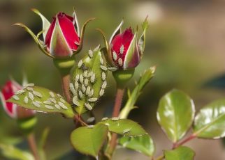 Pucerons sur vos roses : les éliminer en toute sécurité et redonner vie à votre jardin