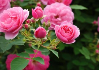 Le rosier grimpant : secrets de culture et d'entretien pour un jardin fleuri