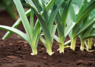 Les secrets pour réussir la plantation de vos poireaux à coup sûr