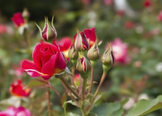 En finir avec la tache noire des roses : découvrez les solutions pour protéger vos fleurs préférées