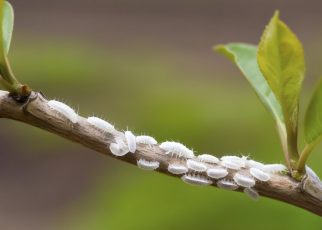 La lutte contre les cochenilles farineuses : conseils et astuces pour les maîtriser facilement