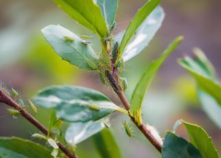 Quatre traitements naturels pour dire adieu aux pucerons dans votre jardin
