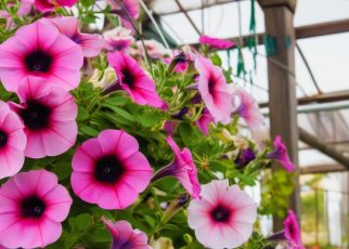 Tout savoir pour tailler vos pétunias afin d'obtenir une floraison continue et éclatante