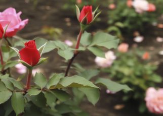 Taillez vos roses en 8 étapes simples pour des fleurs éclatantes : le secret des jardiniers experts