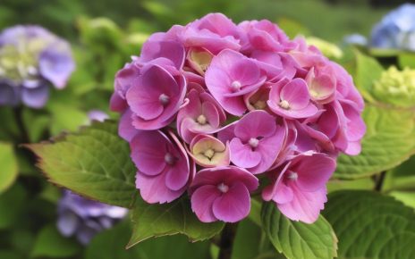 Transformez vos hortensias en véritables caméléons : les astuces pour changer leur couleur