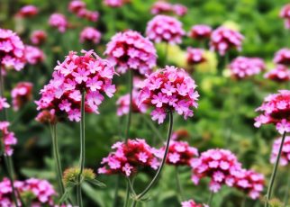 La verveine : secrets et astuces pour un jardin éblouissant