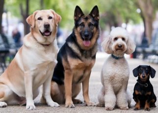 Top 15 des chiens surdoués : ces races canines qui nous épatent
