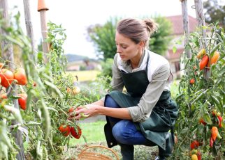 Tomates au potager
